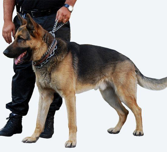 Agent accompagné d'un chien